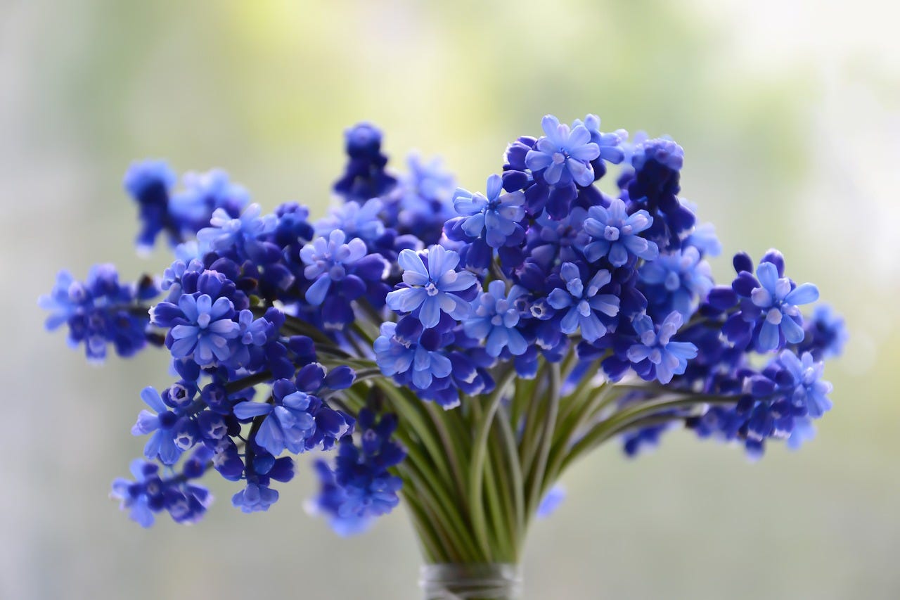 The blue bouquet summary. “The Blue Bouquet” is a short story… | by  Writernjerih | Medium