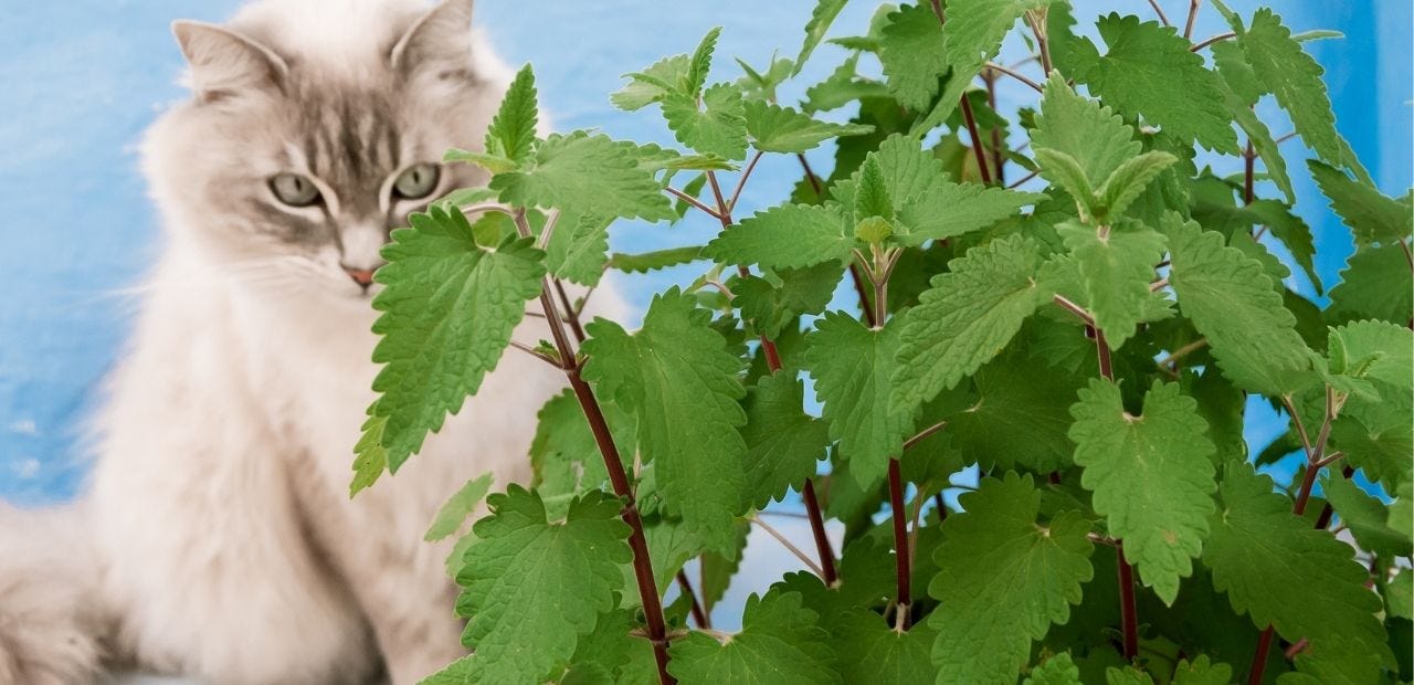 Are Pathos Toxic to Cats?. The goldcolored pathos herb is the… by