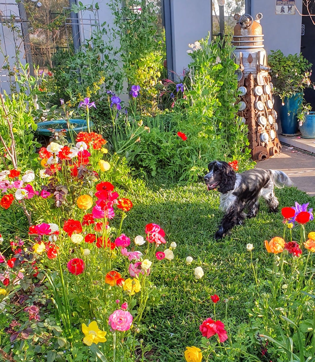 A colourful garden with a black and white Cocker Spaniel and a Dalek sculpture.