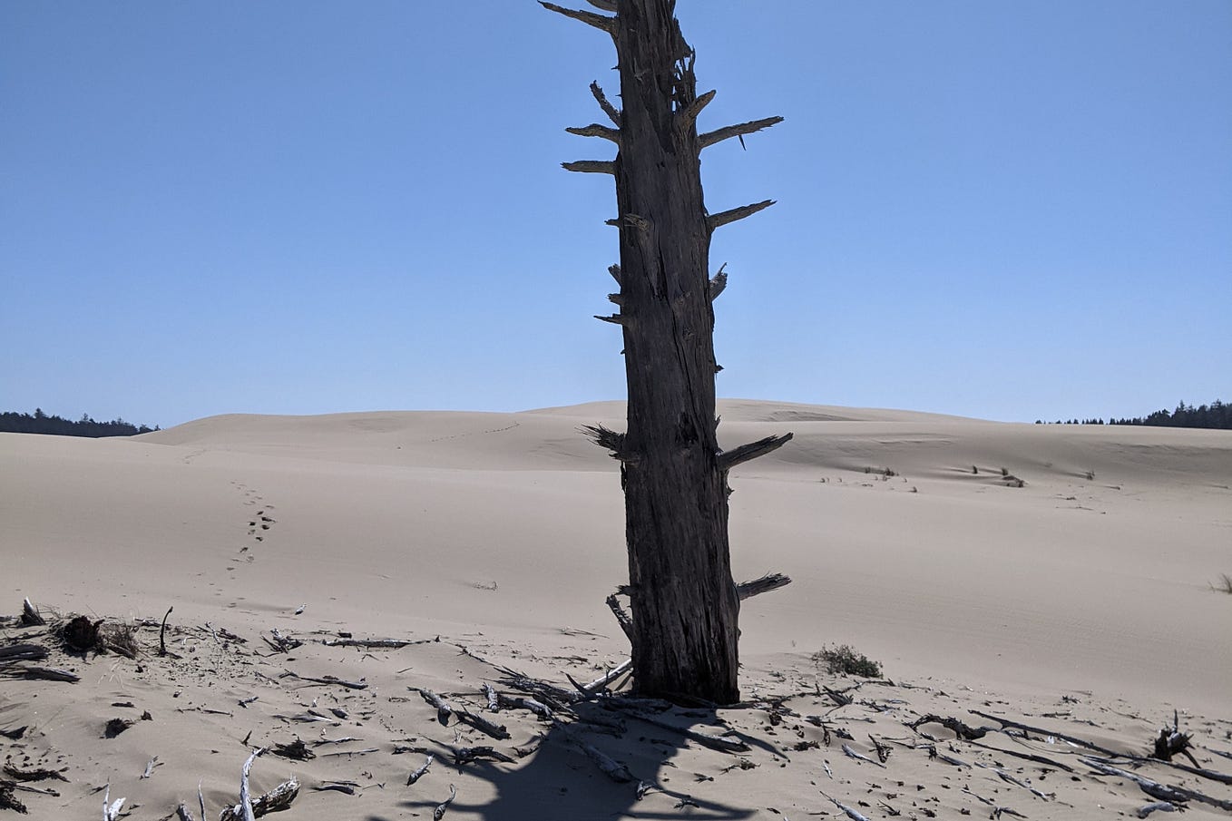 A dead tree in the middle of a desert. Its dead branches lie at its base. Nothing is alive