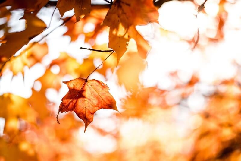 The Overlooked Connection of Allergy Symptoms and Nausea by Seasonal