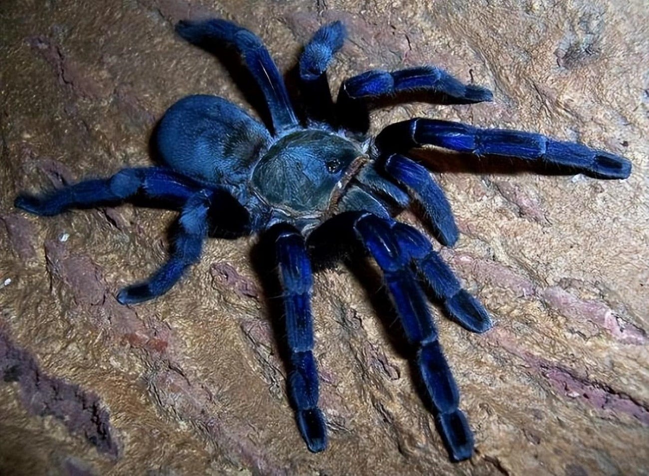 What is a Cobalt blue tarantula?. The cobalt blue tarantula is a…, by  Zodiacpair