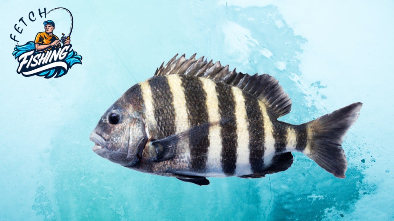 Sheepshead Fish: Steps to Identify & Tips to Catch, by Fishingfetch