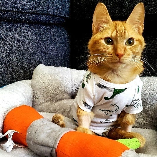 7 Common Reasons Cats are Bathed. Its okay to bathe your cat and here’s