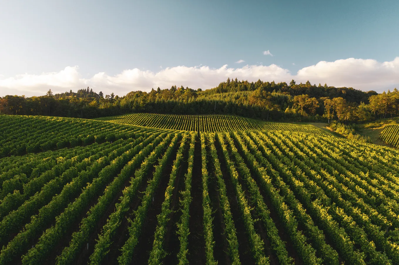 The differences between Chia farming, harvesting and plotting