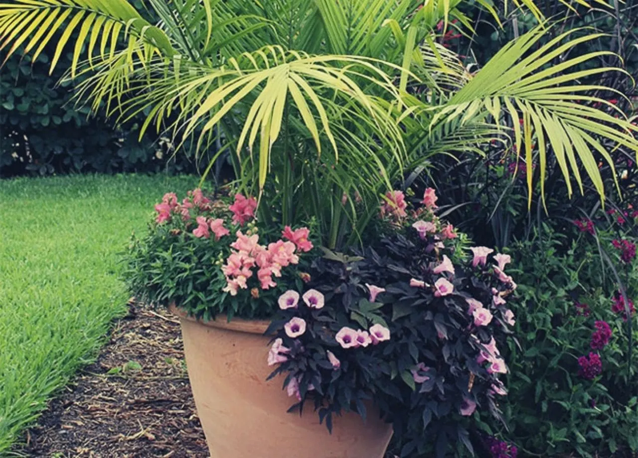 How To Trim A Ponytail Palm, 2022  Harvest House | by Harvest House |  Medium