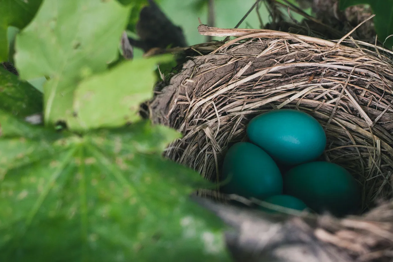 blue robin’s eggs in a nest