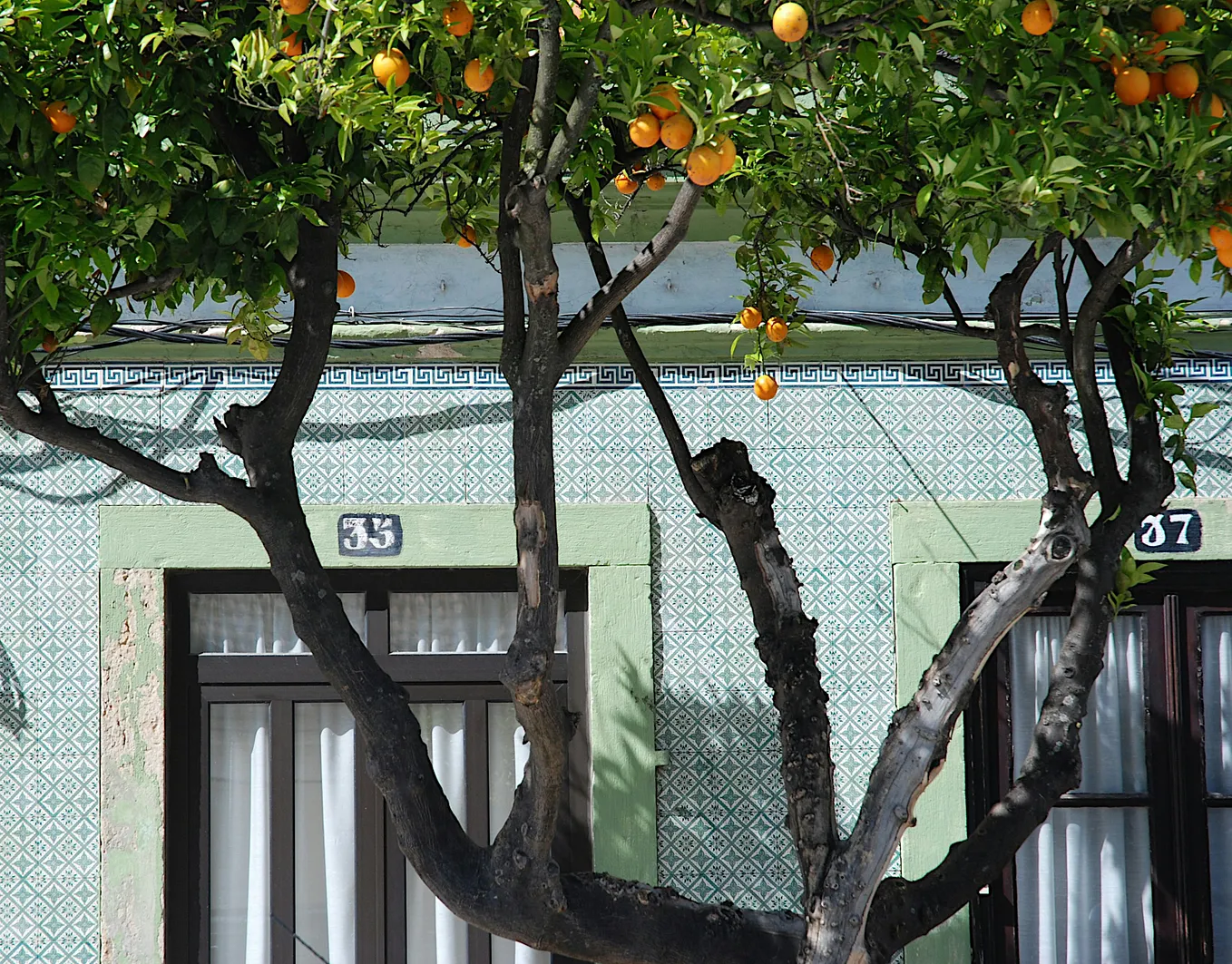 I Wish I Had Never Read “My Sweet Orange Tree”