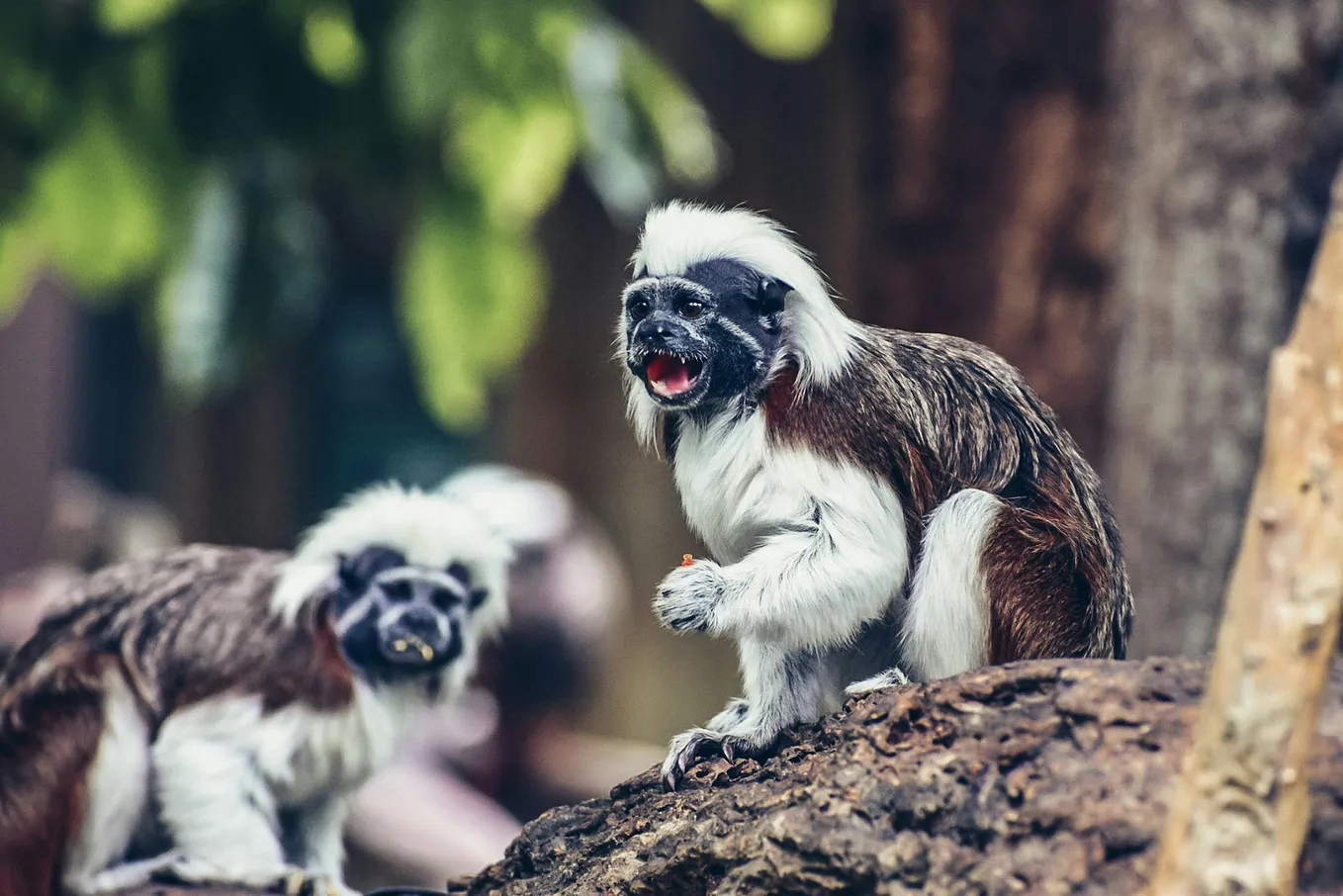 The Hidden Lives of South America’s Tiny Tamarins