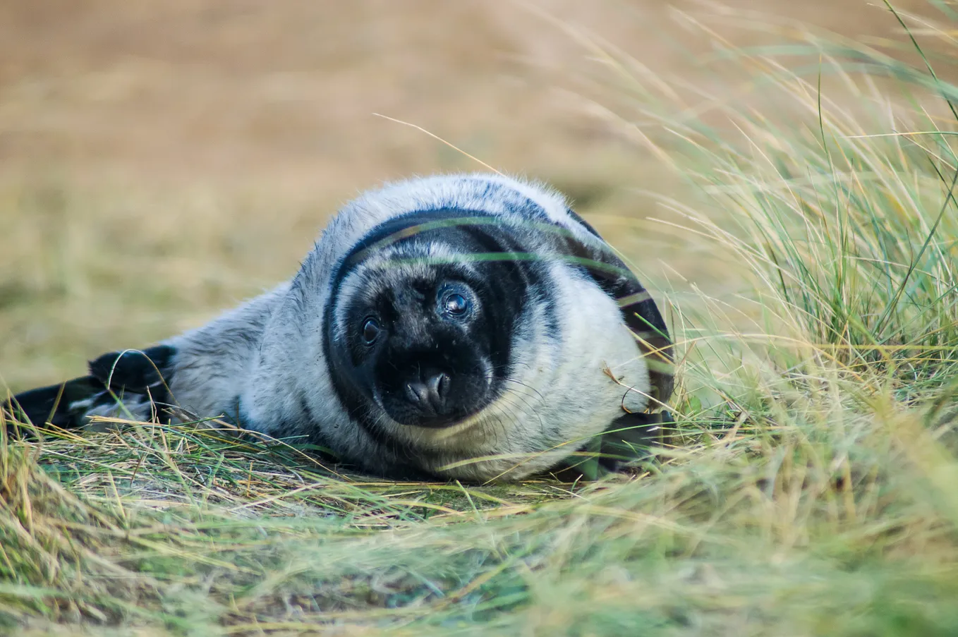 A cute, chubby seal.