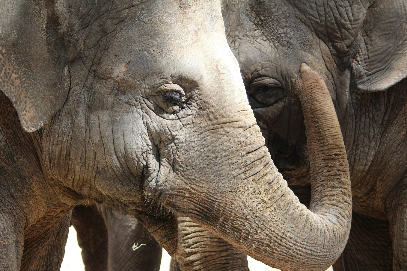 The Beauty of Eating Elephants