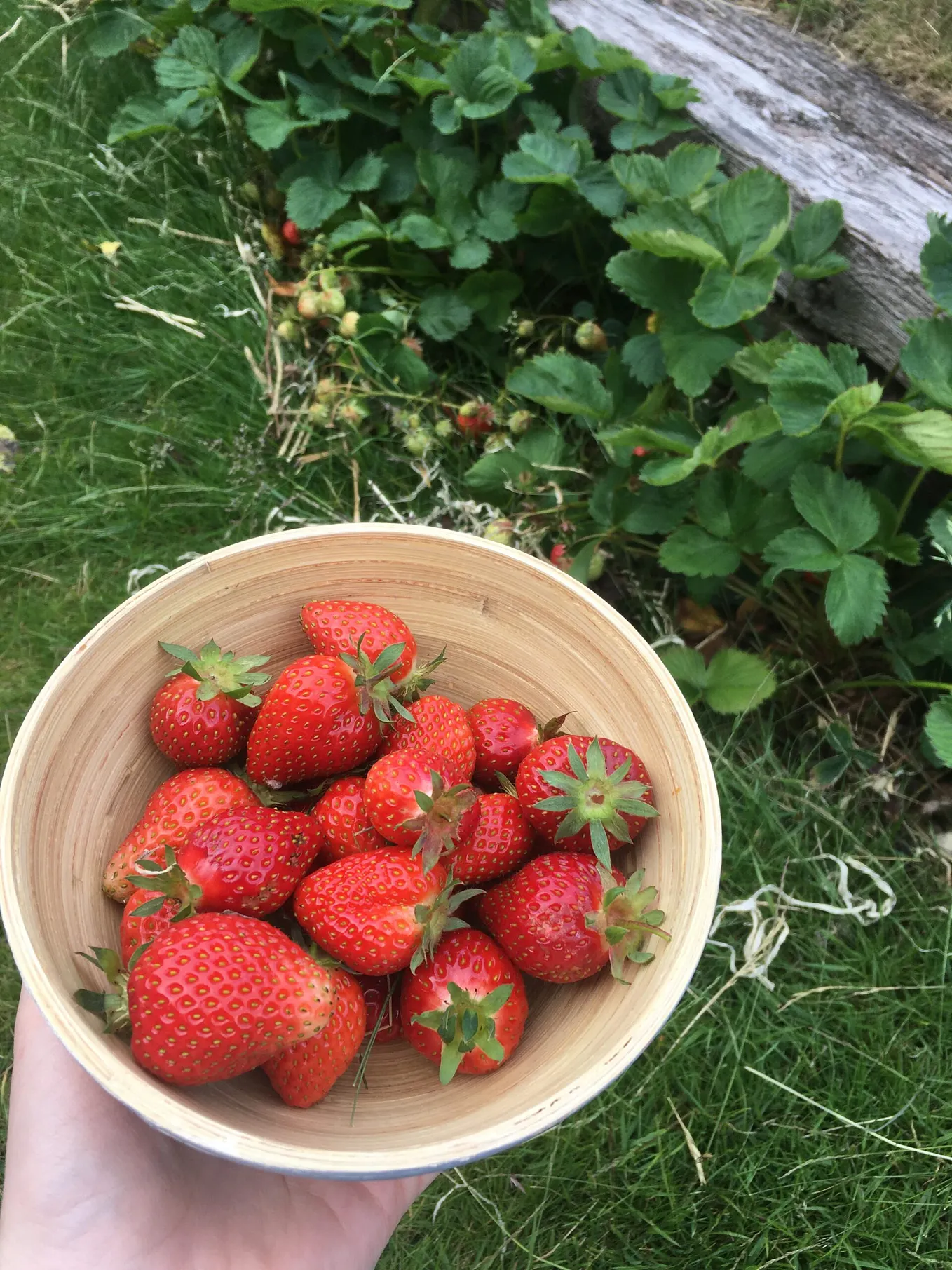 A Garden of Stawberries