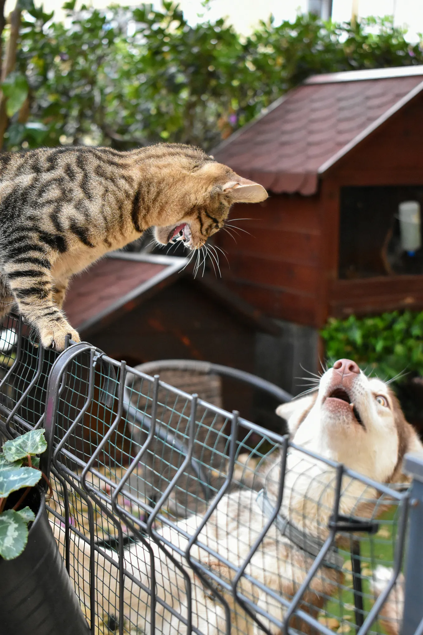 A cat on a fence hisses while looking down on a dog on the other side. The dog looks startled and afraid.