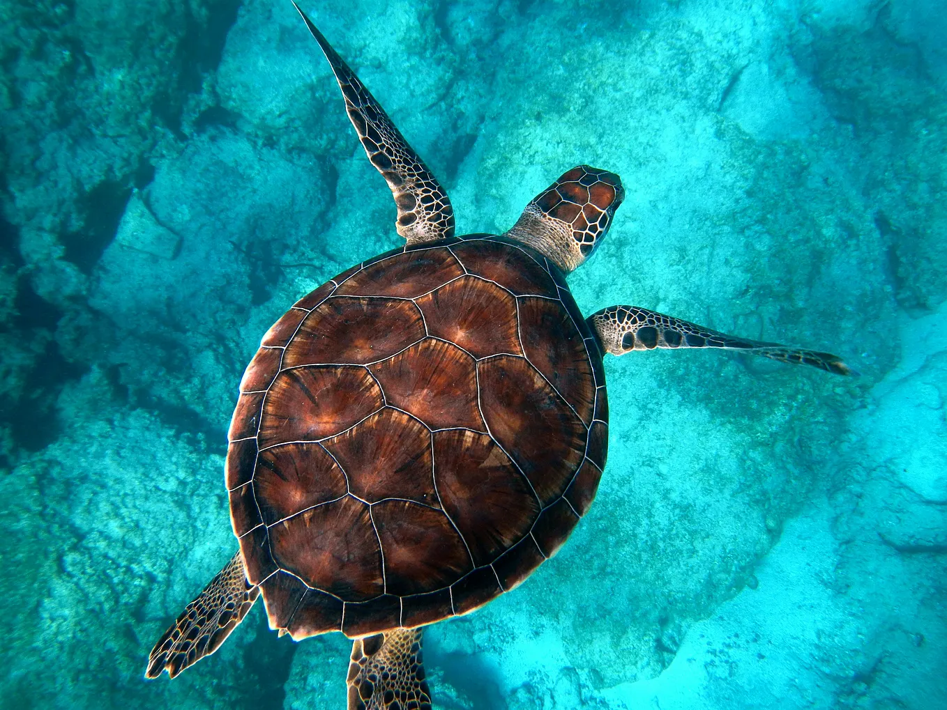 What My Pet Turtle Taught Me About Marine Life