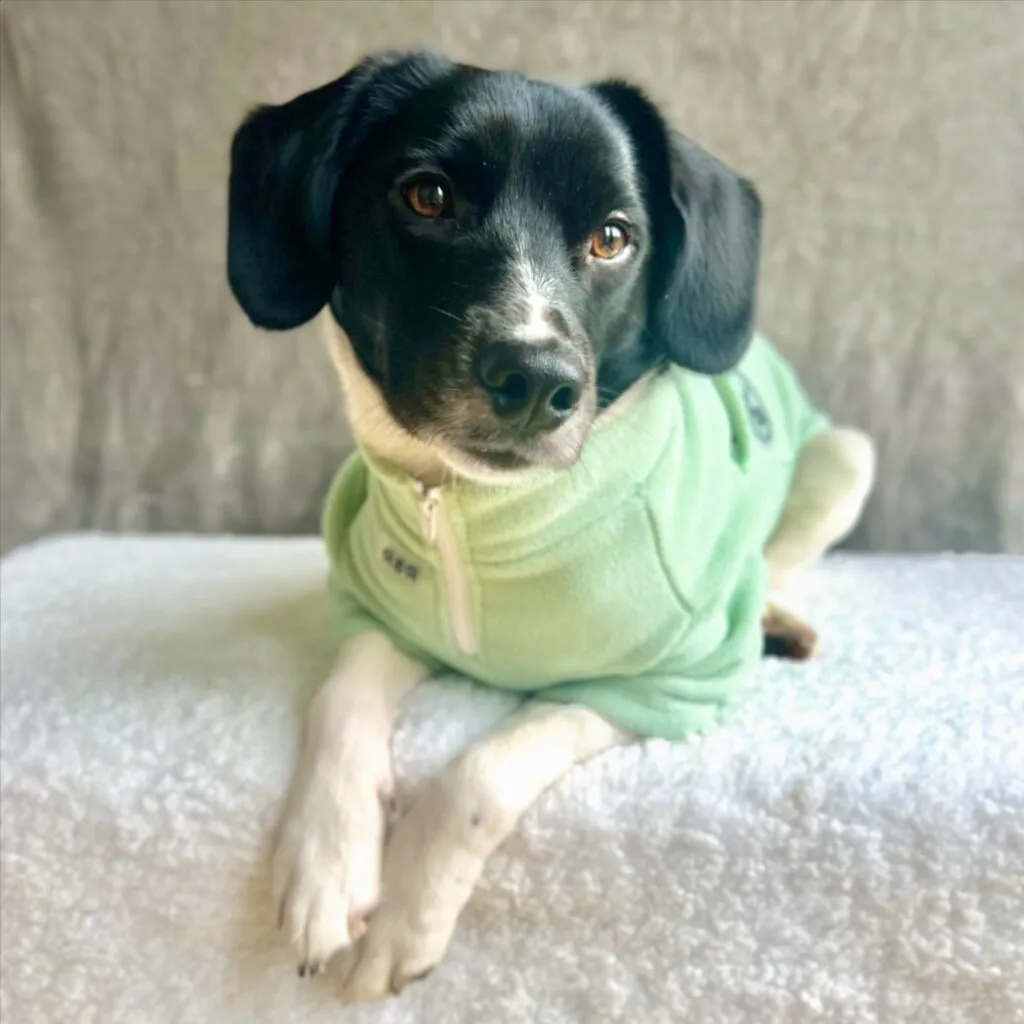 The Best Dog Shirts Suppliers Trendy Styles & Custom Options for Your Furry Friend