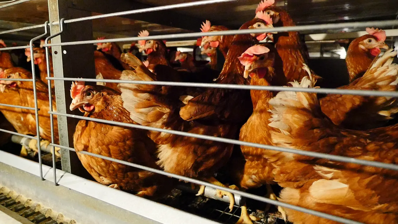 THE END OF THE CAGE AGE IS NOW FINALLY IN SIGHT