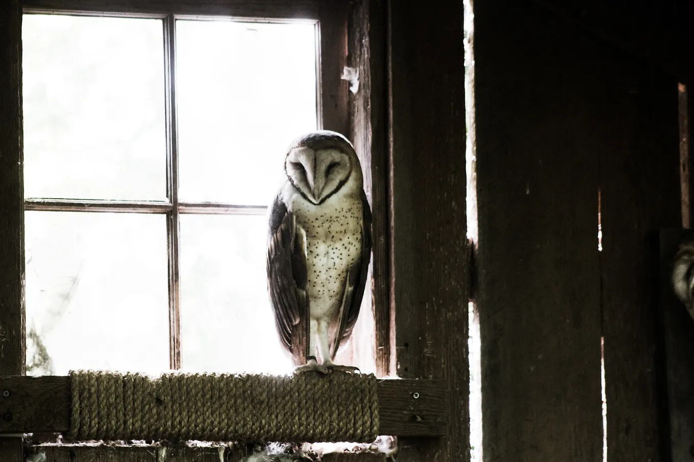 A barn owl sitting in a wood frame window