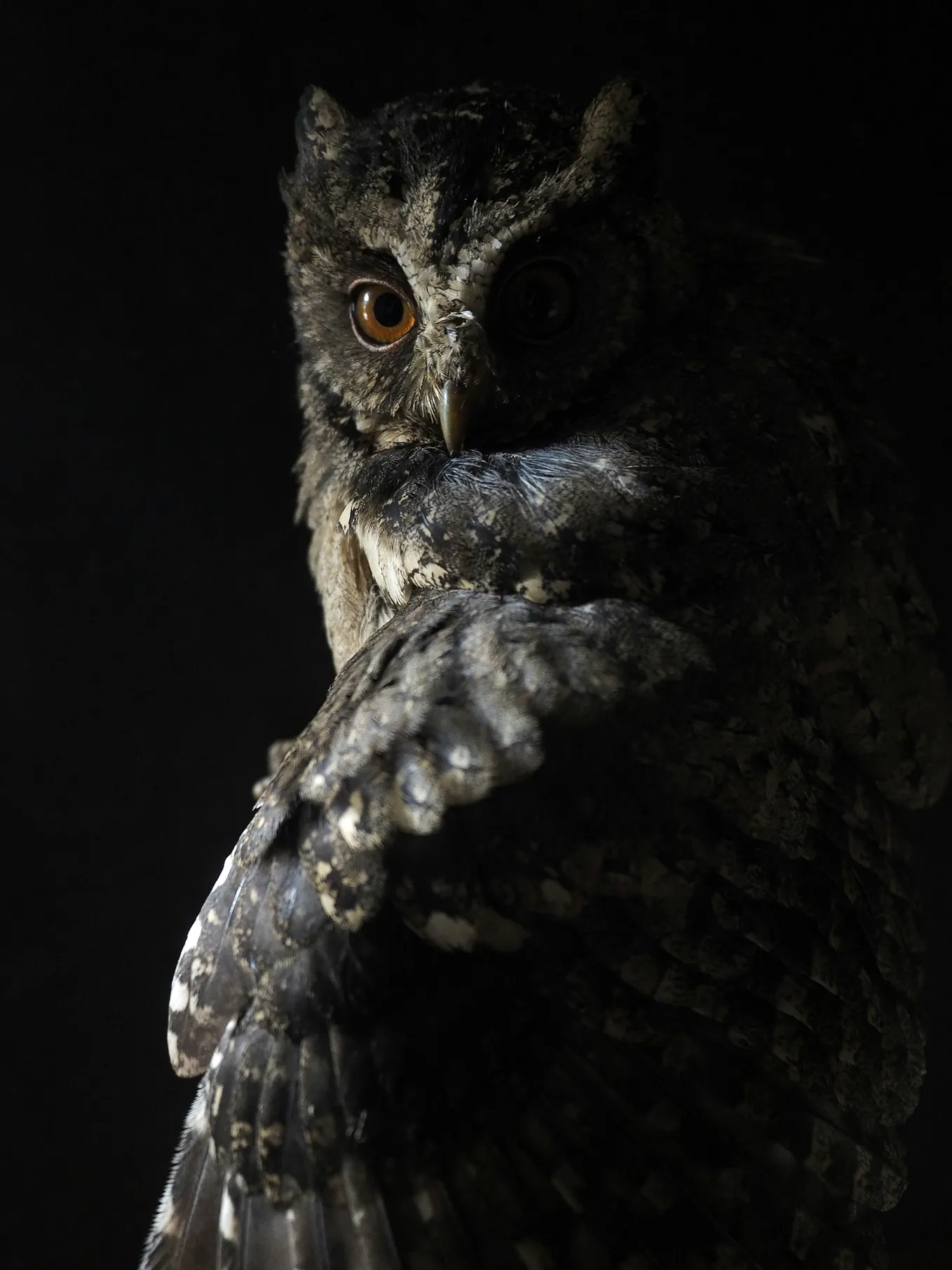 Night Owls Have a Cognitive Edge: New Research Shows How Your Chronotype Impacts Brainpower