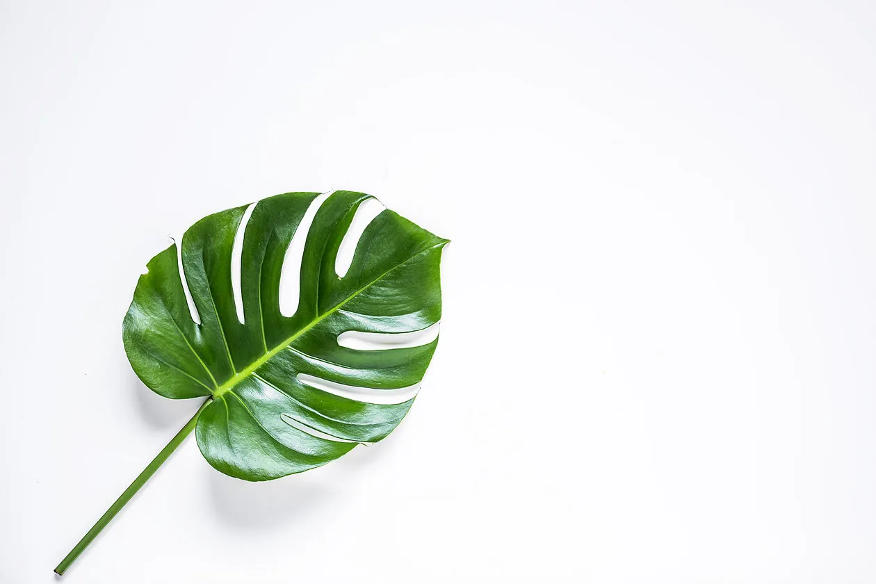 What is the Difference Between Micro-Level Sustainability and Macro-Level Sustainability?