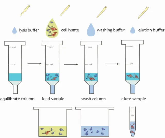 glutathione s transferase tag purification Glutathione Separopore® 4B | Protein Purification and Affinity  Chromatography