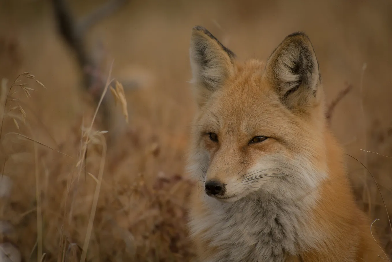 The Fox’s Twilight Hunt: A Short Poem