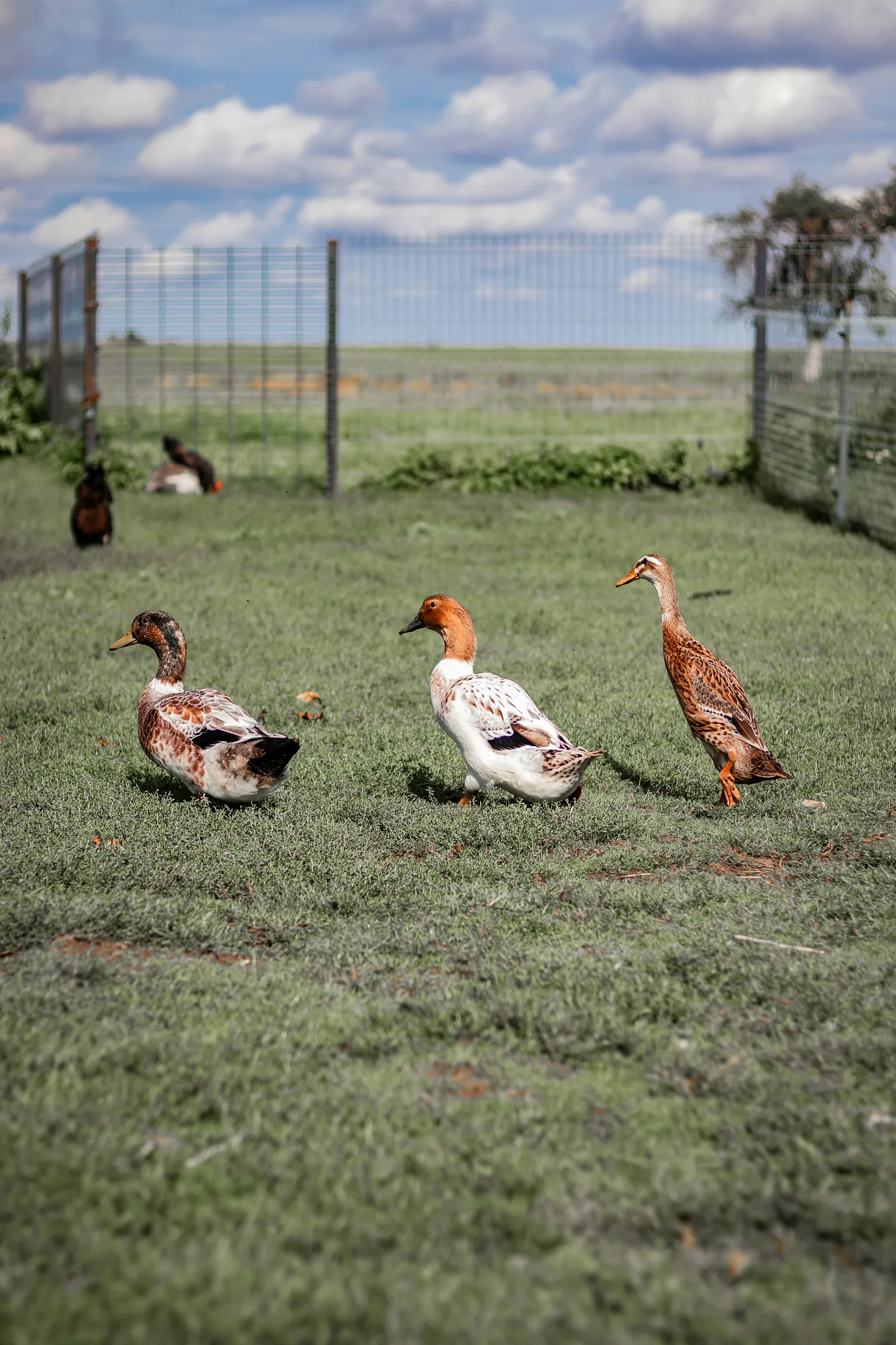 The Shadows of “Silent Spring”: Avian Influenza’s Echo in 2024