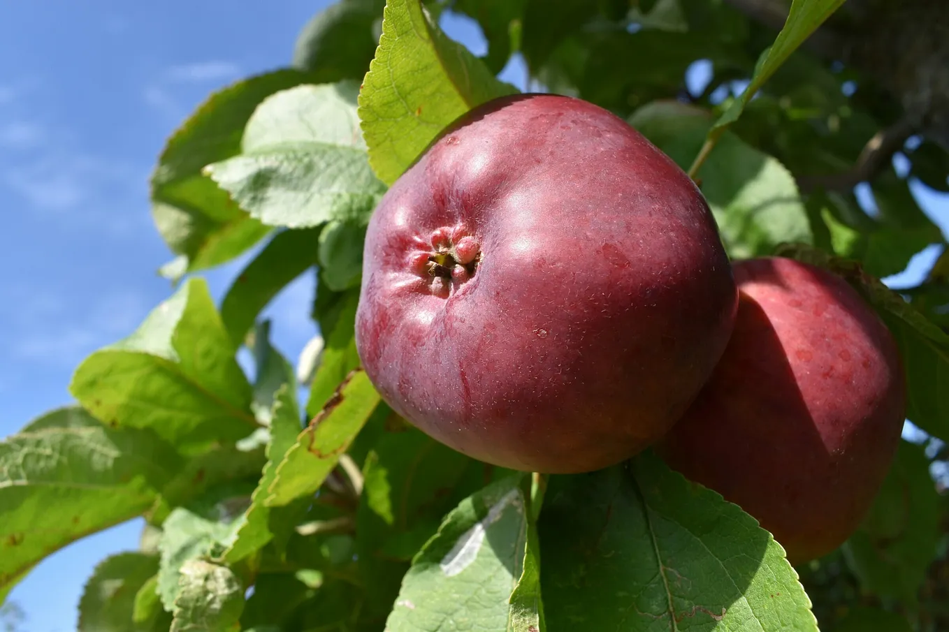 Apple Tree