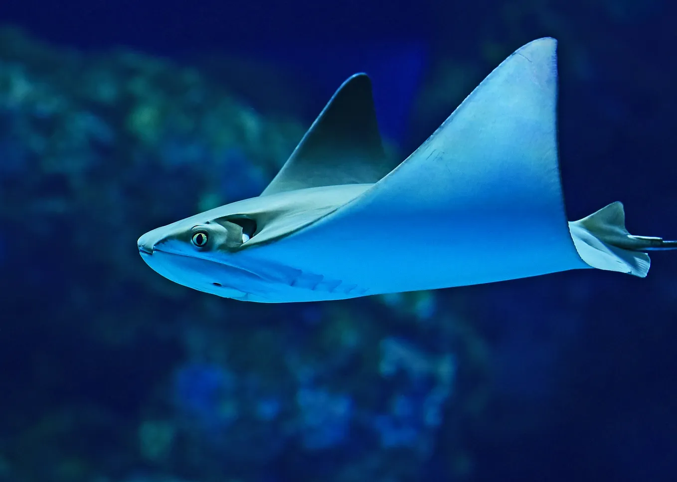 A ray swims past the camera