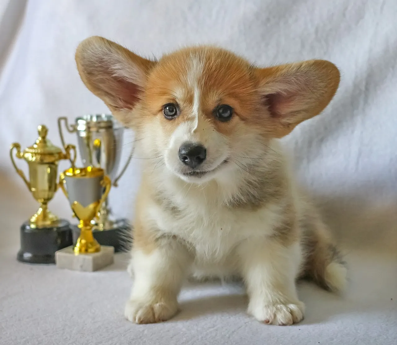 7 Facts About Corgis: The Short-Legged Superstars of the Farm