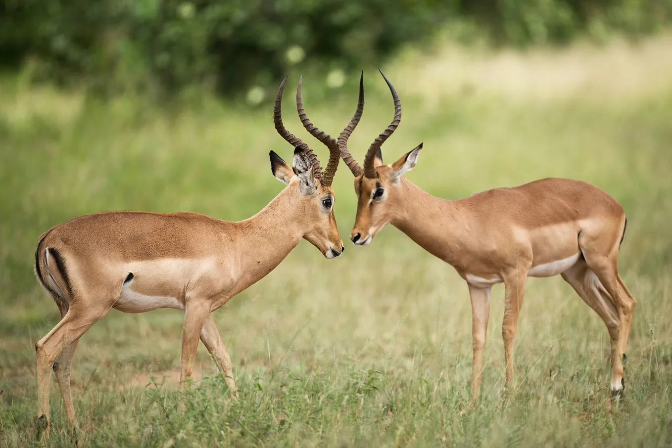 Two deer butting antlers