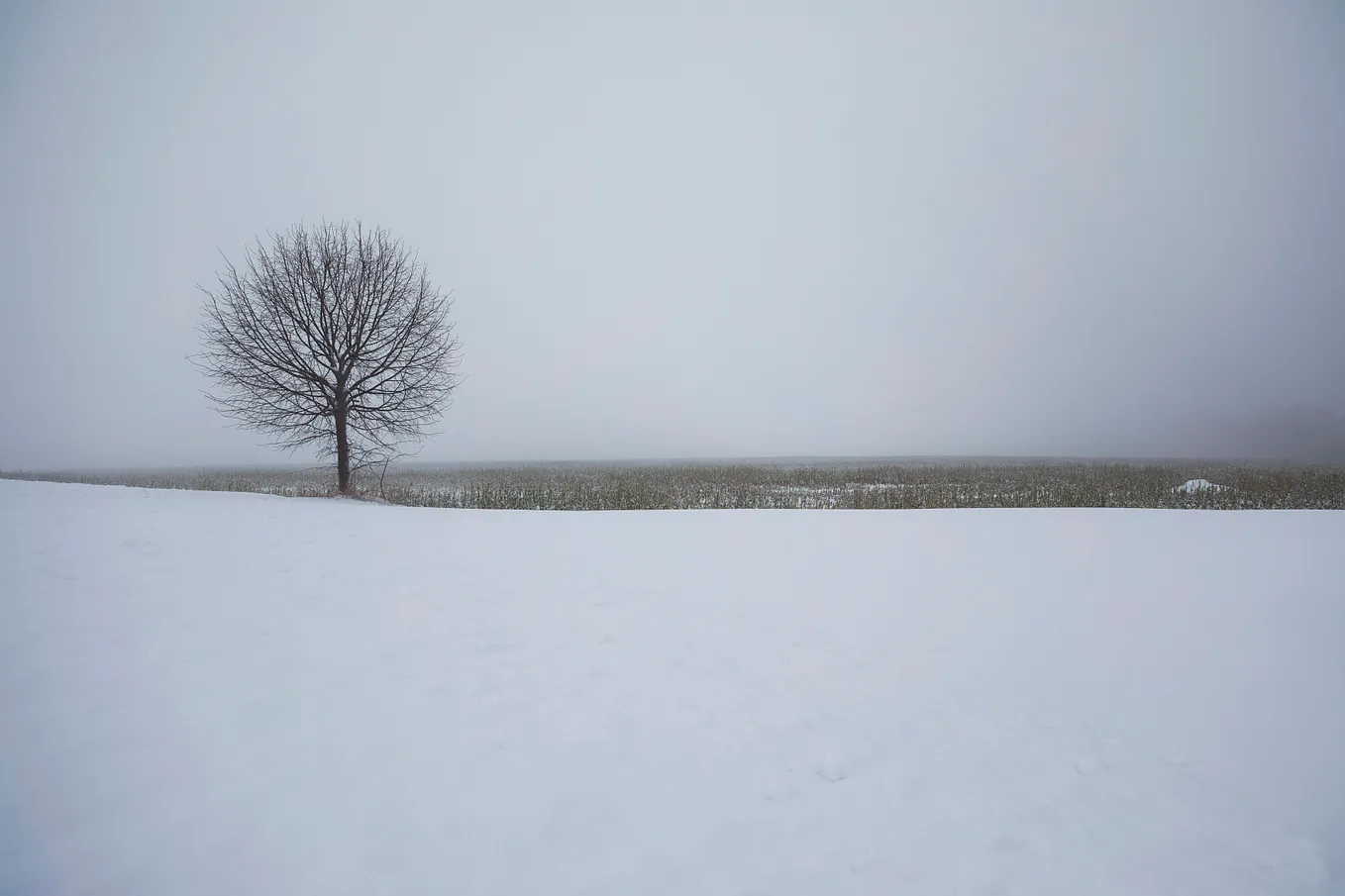 A round-shaped tree with bare branches on snow in front of the grey sky and Winter bushes on the horizon.