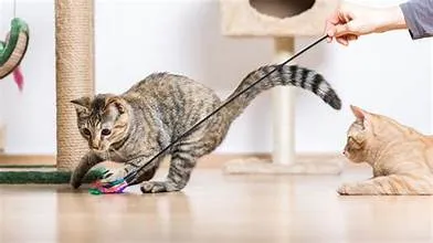 Affordable Indoor Cat Toys that your Cat will Love