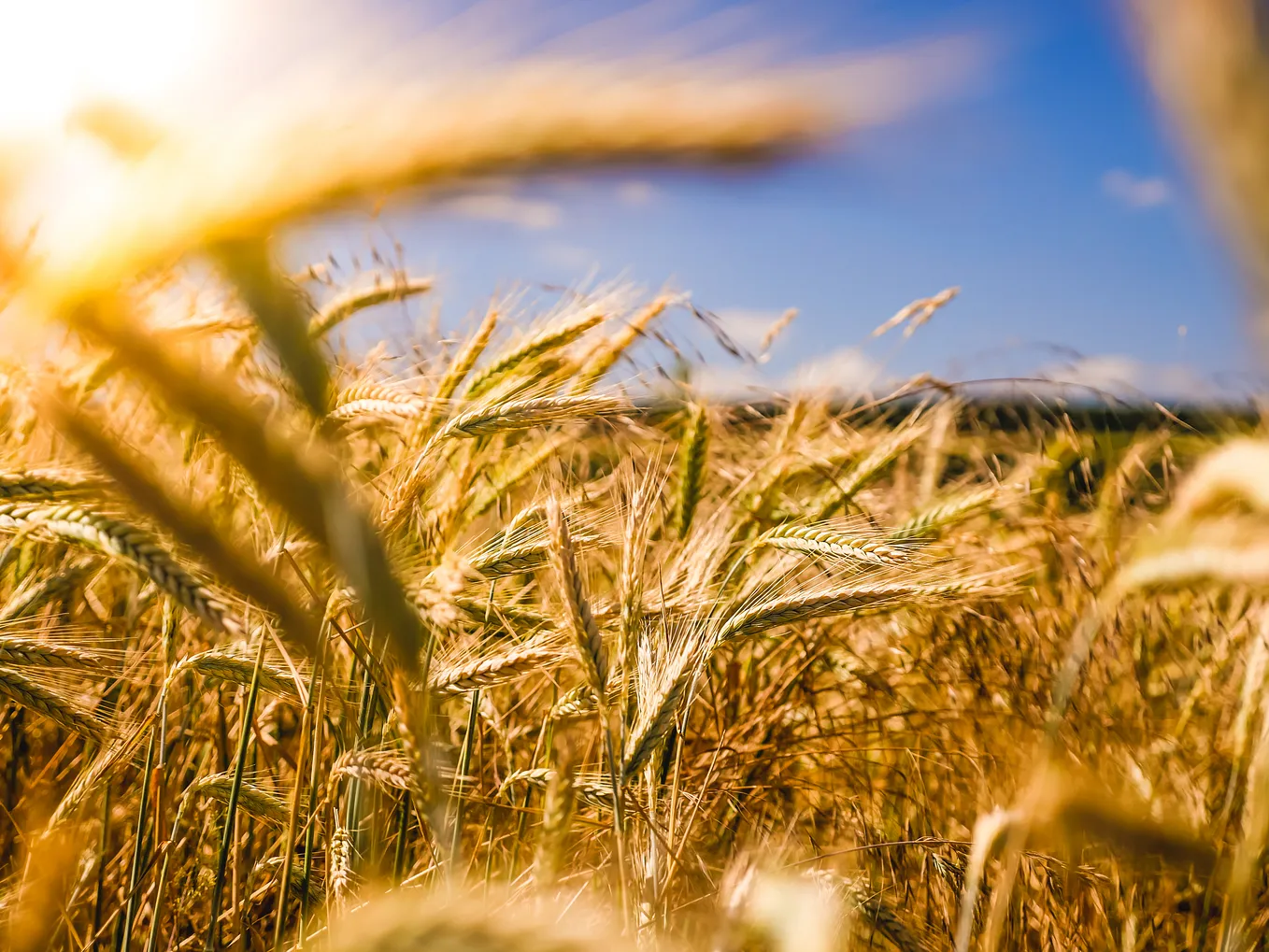 Sea of wheat