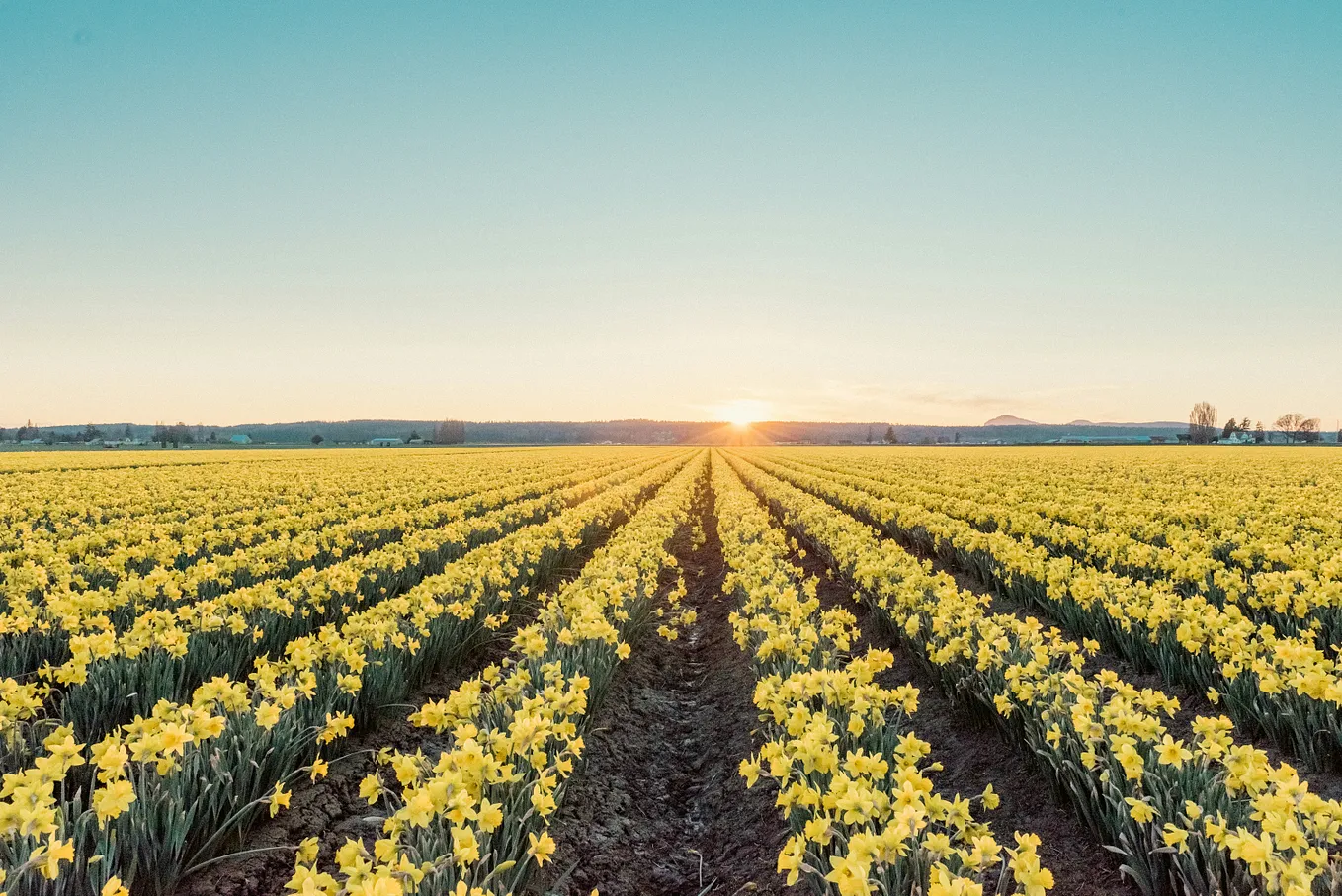 A field of yellow daffodils with the sun rising in the horizon.