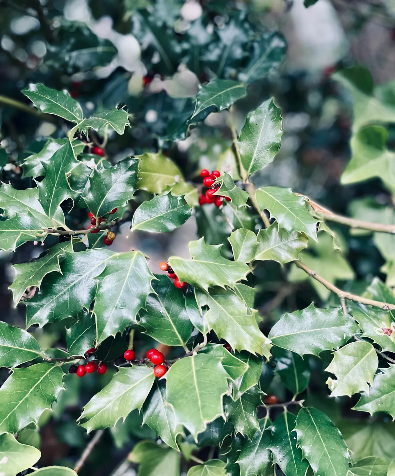 English Holly: The Invasive Beauty Overpowering Orcas Island