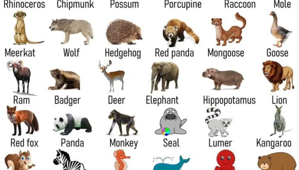 Taxonomic Classification of Animals