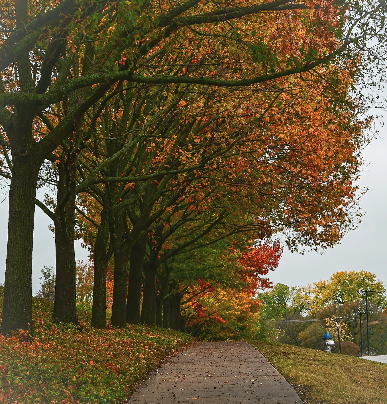 Fall Foliage in West Virginia Hangs On Longer Than It Has in Decades