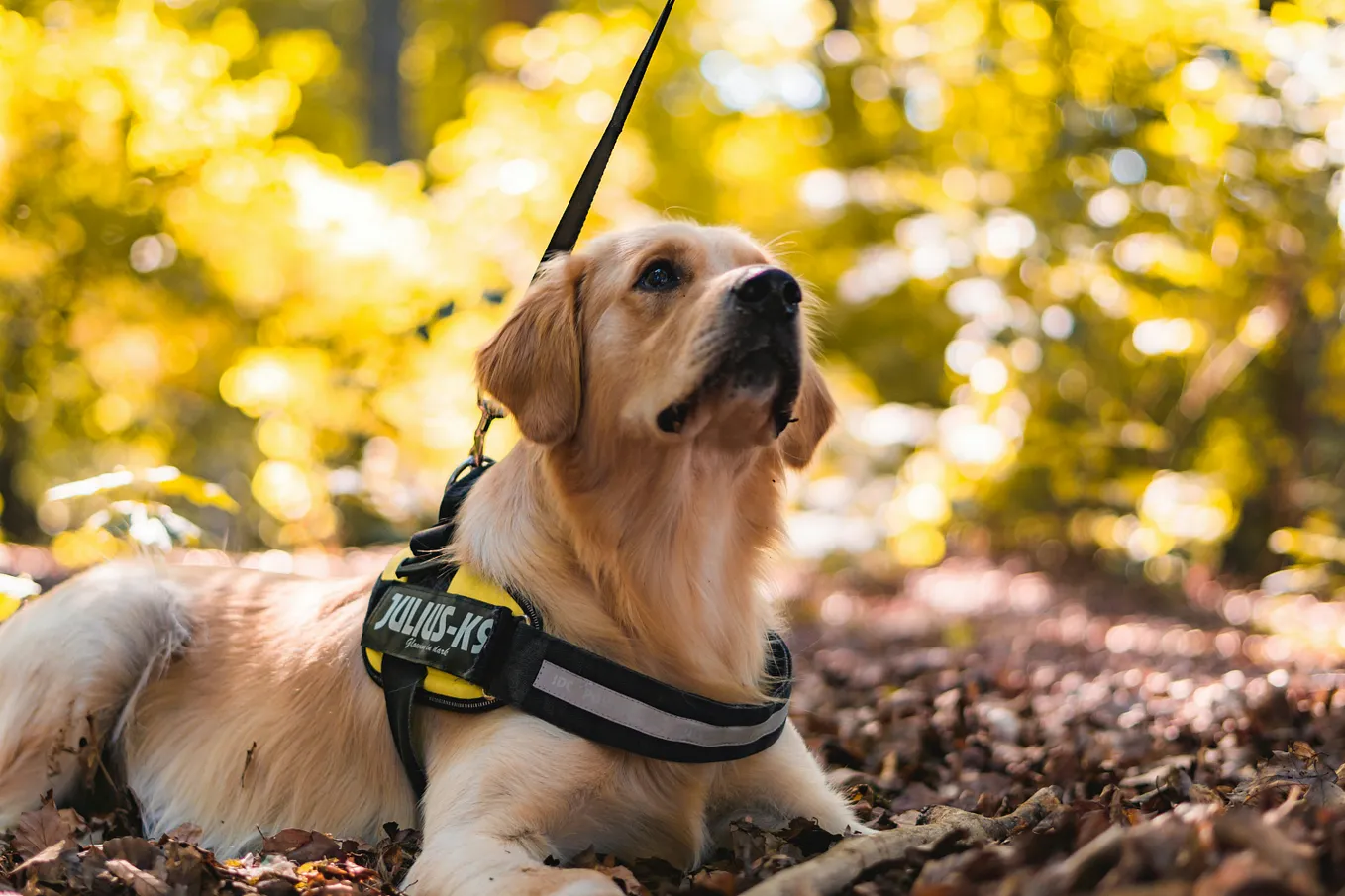 A golden retriever with a yellow and black K9 harness laying down in leaves while on a leash. In the back are yellowish-gold bushes/grass that is blurred out. The leaves/ground beneath the dog is brown. He is gazing up at his handler out of frame.