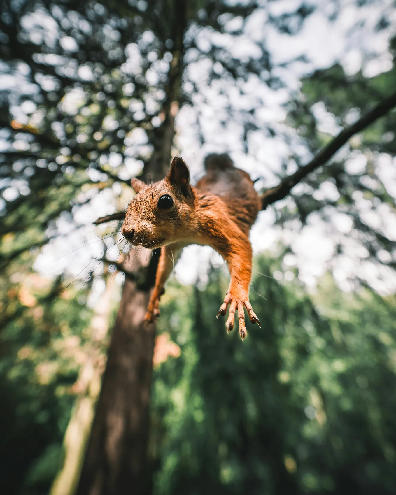 Squirrel in mid air, jumping from a tree.