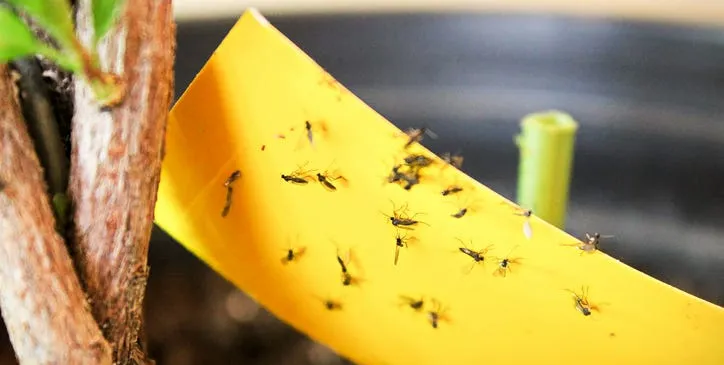 How to Eliminate and Prevent Gnats in Your Home