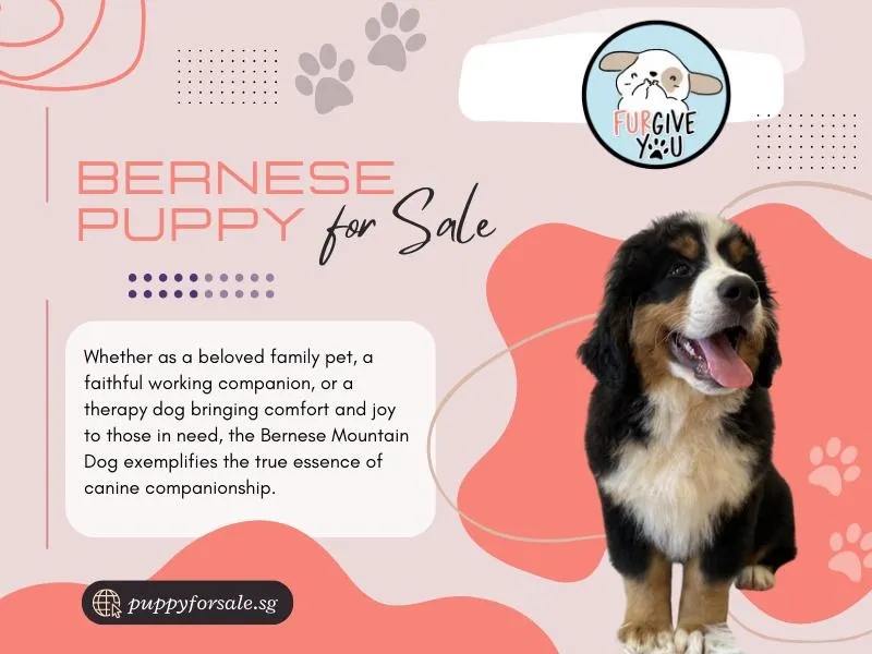 Bernese Puppy For Sale