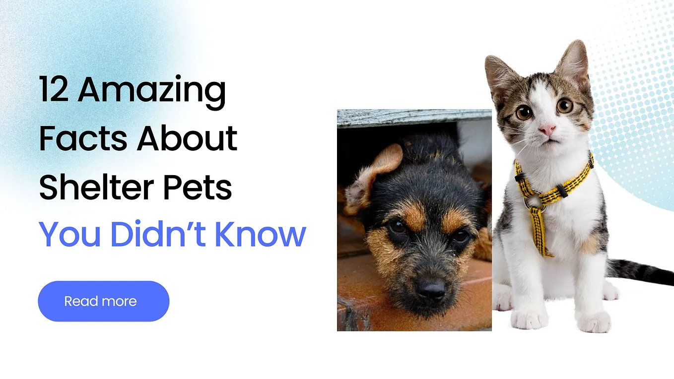 12 Amazing Facts About Shelter Pets You Didn’t Know