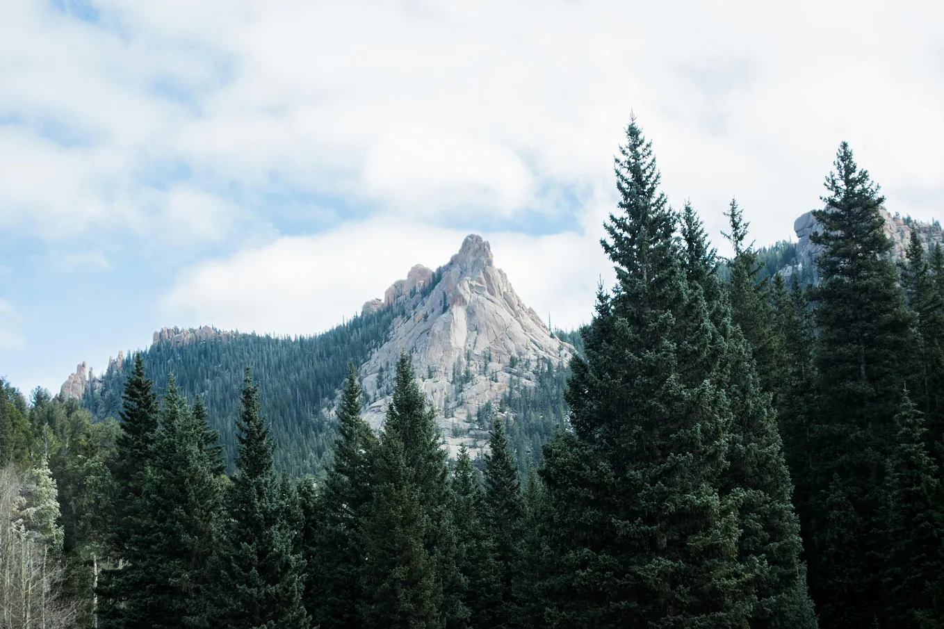 A lush forest with snowcapped mountains in the background.