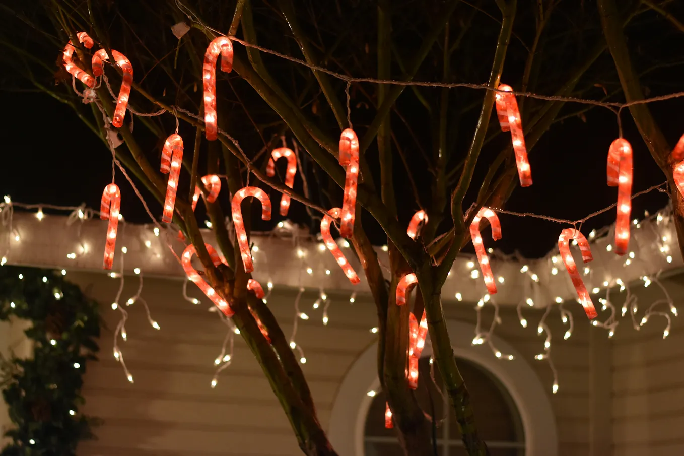 winter scene with leafless tree that has candy cane shaped christmas lights on it with a house in the background that also has lights on the roofline plus a wreath.