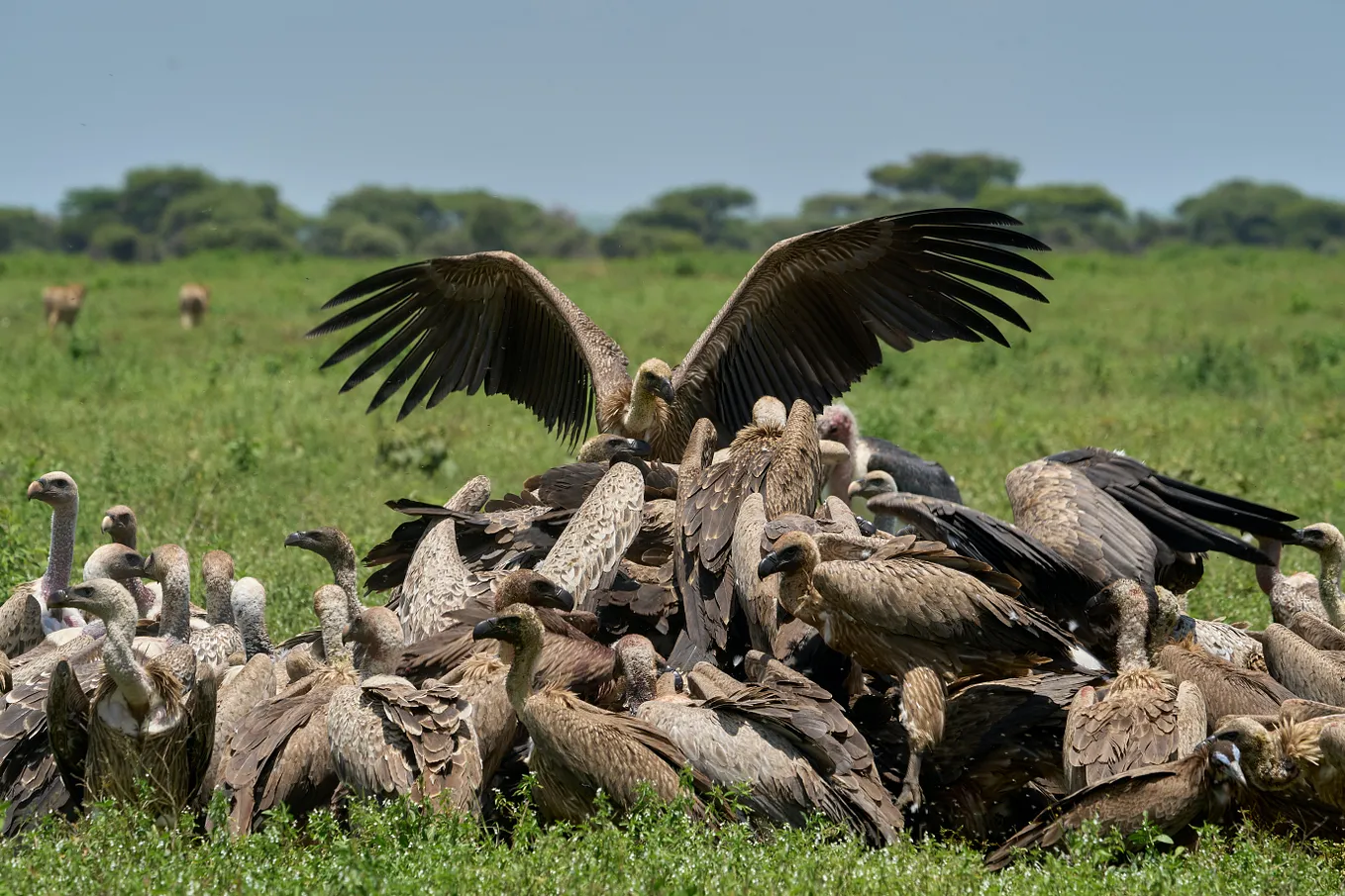 Decline of vulture population: Role of humans