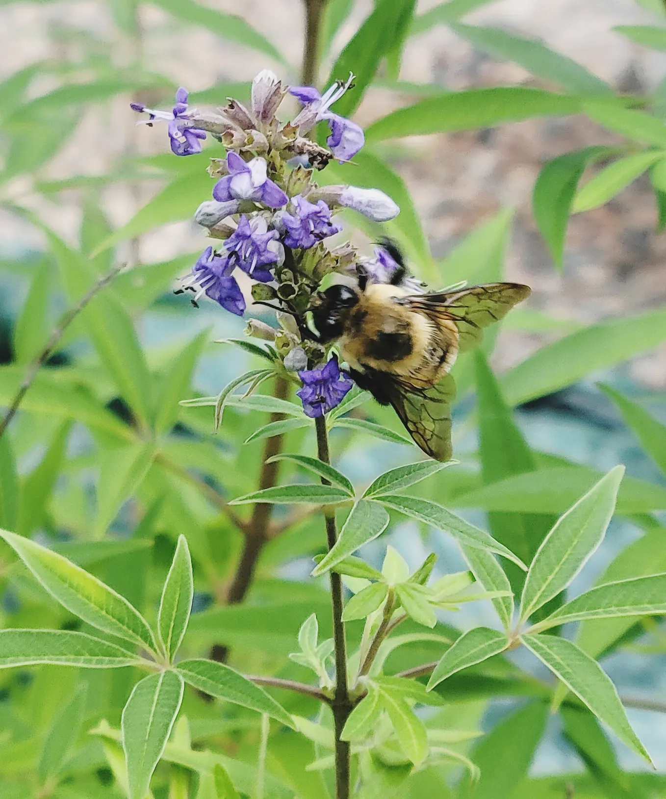 Buzzing Through the Garden