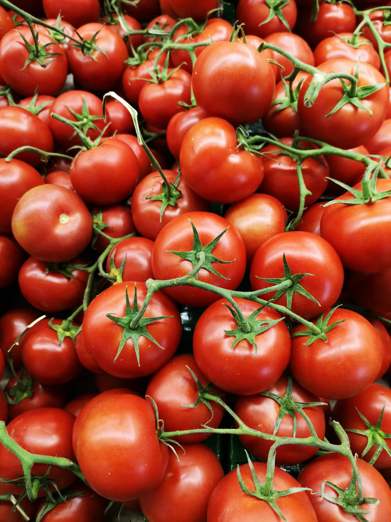 A close up shot of cherry tomates, bright red with green stems