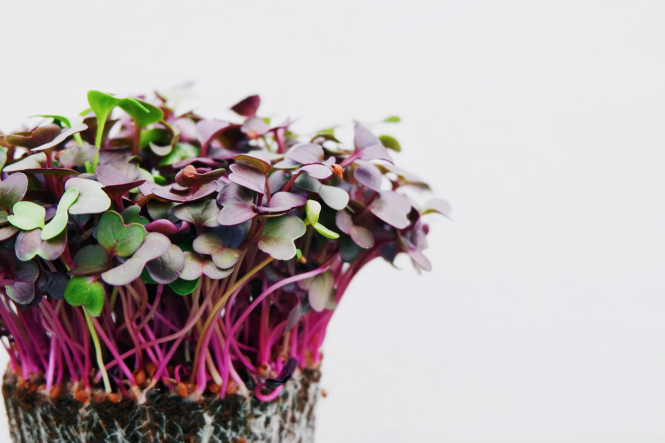 How to Earn Money from Home by Growing Microgreens