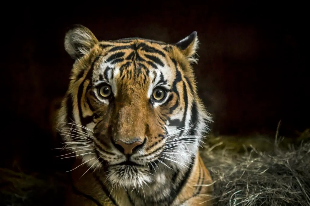 How YOU can become a millionaire Tiger King — An MBA’s tongue-in-cheek analysis