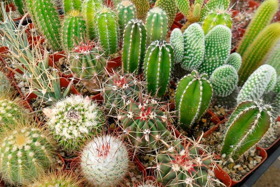 10 gardening tips for beginners